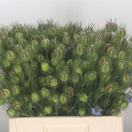 Nigella Seed Heads