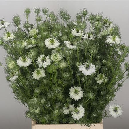 Nigella White