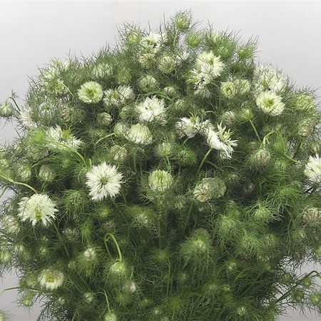 Nigella White