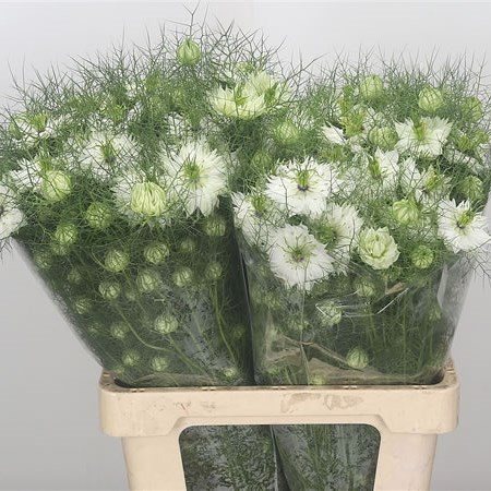 Nigella White