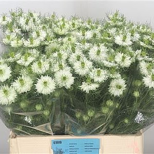 Nigella White