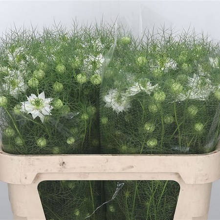 Nigella White