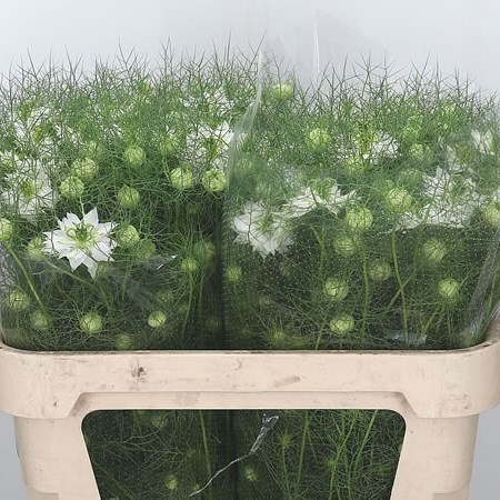 Nigella White