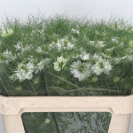Nigella White Lady