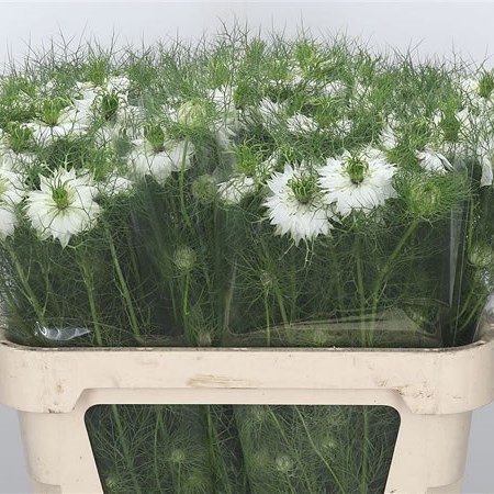 Nigella White Lady