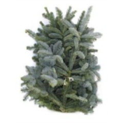 Blue Spruce 5kg 'Lilac band'