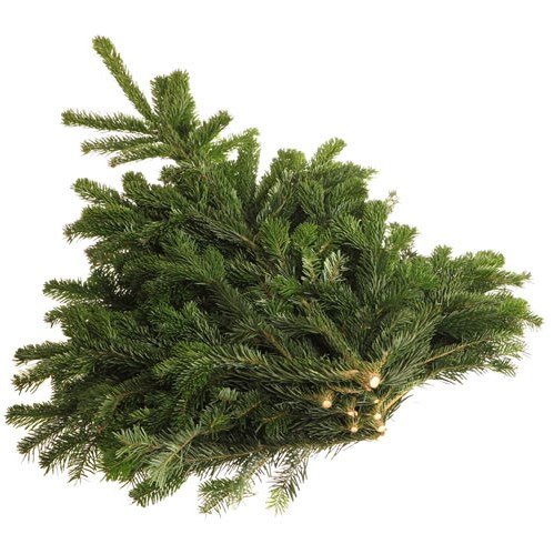 Nordman Fir Bundle (5Kg)