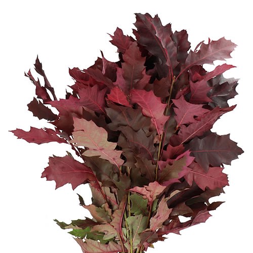 OAK LEAVES DYE ABSORBED BURGUNDY