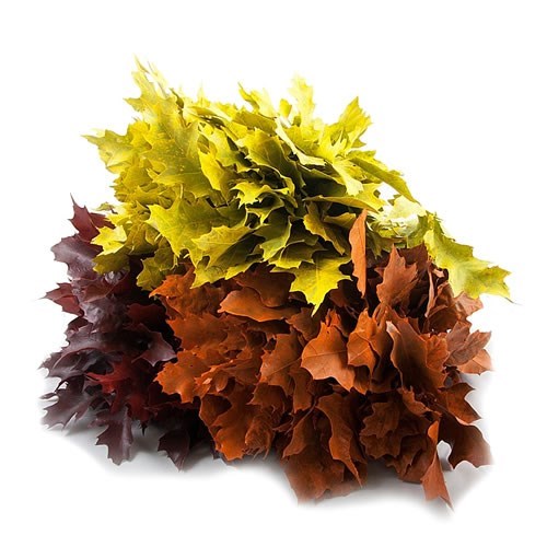 OAK LEAVES DYED AUTUMN MIX