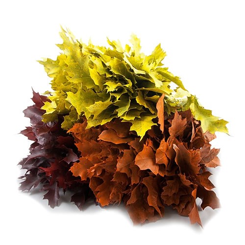 OAK LEAVES DYED AUTUMN MIX