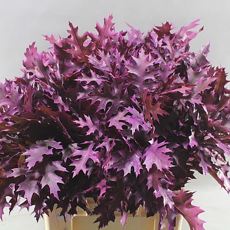 OAK LEAVES DYED CERISE (SMALL)