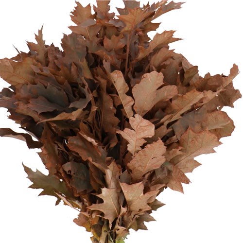 OAK LEAVES DYED FROST BROWN