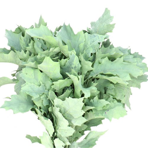 OAK LEAVES DYED FROST MINT