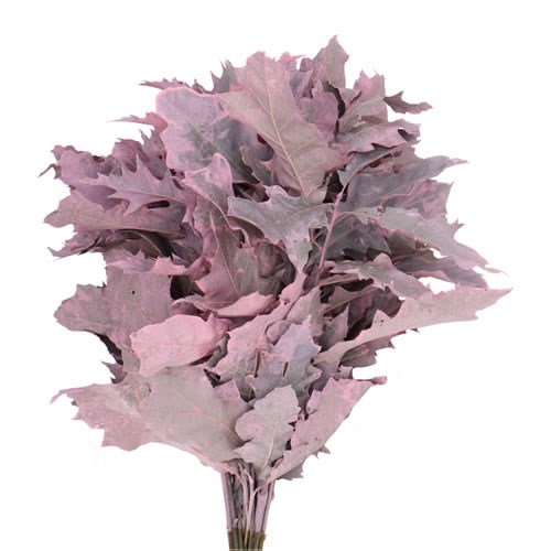 OAK LEAVES DYED FROST PINK