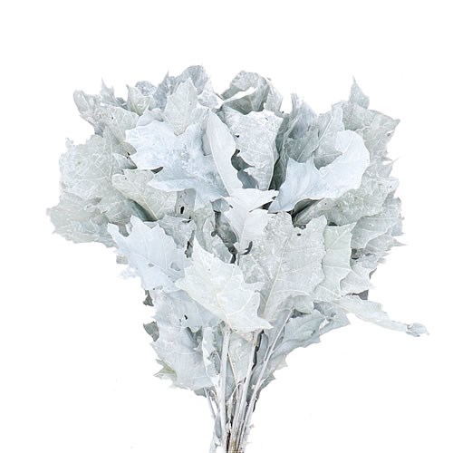 OAK LEAVES DYED FROST WHITE