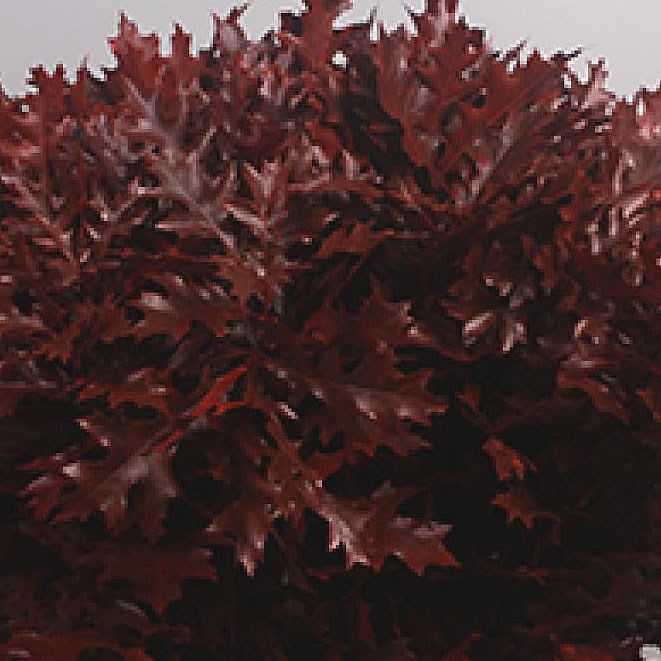 OAK LEAVES DYED RED (SMALL)