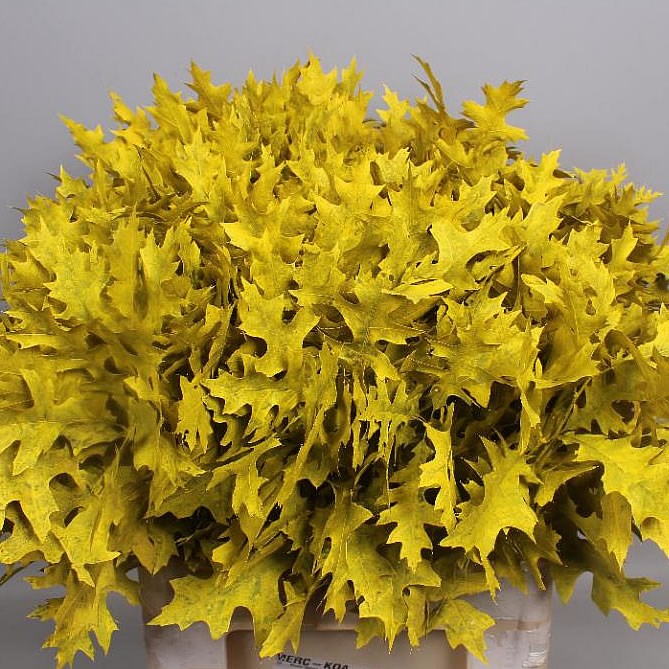 OAK LEAVES DYED YELLOW (SMALL)