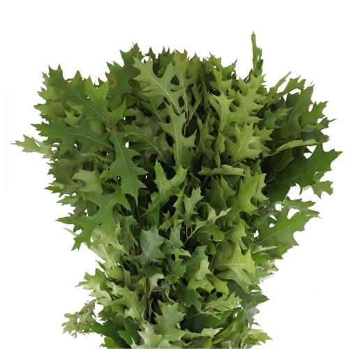 OAK LEAVES KELLOGI