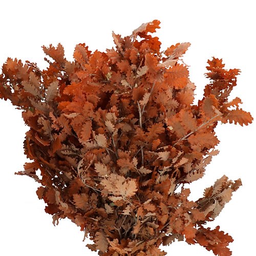 OAK LEAVES PRESERVED ORANGE