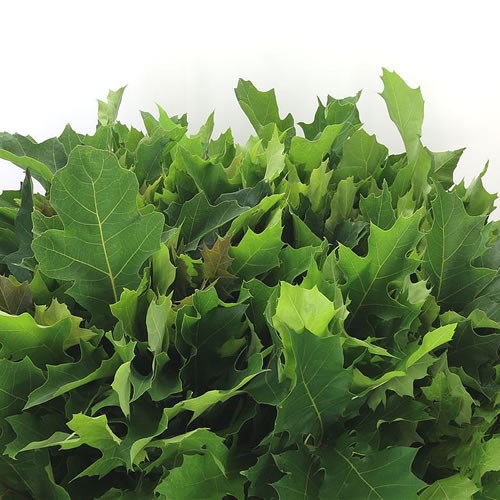 OAK LEAVES RUBRA