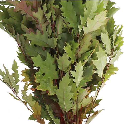 OAK LEAVES RUBRA