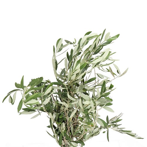 OLIVE EUROPAEA BRANCHES