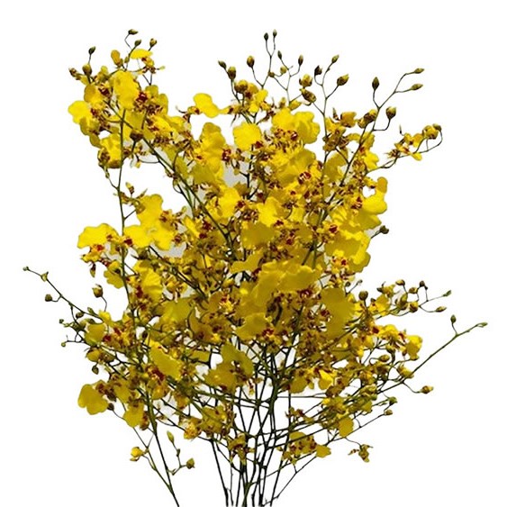 ONCIDIUM ORCHIDS