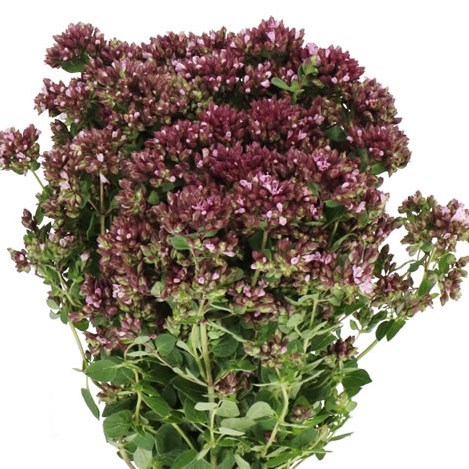 ORIGANUM GENTLE BREEZE