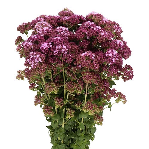 ORIGANUM PURPLE CHARM