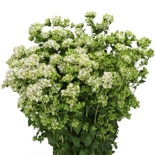 ORIGANUM WHITE CHARM
