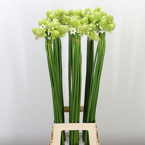 ORNITHOGALUM ARABICUM SAUNDERSIAE