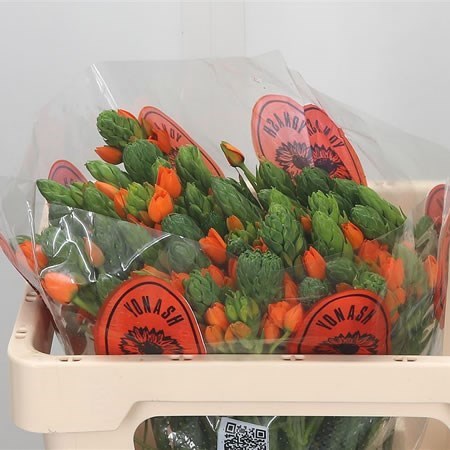 ORNITHOGALUM DUBIUM ORANGE SUNSHINE