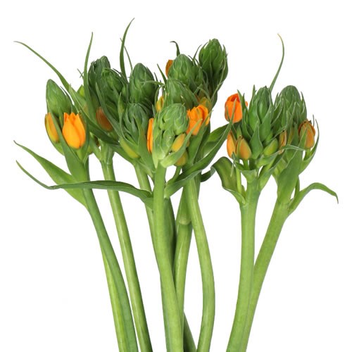 ORNITHOGALUM DUBIUM ORANGE SUNSHINE