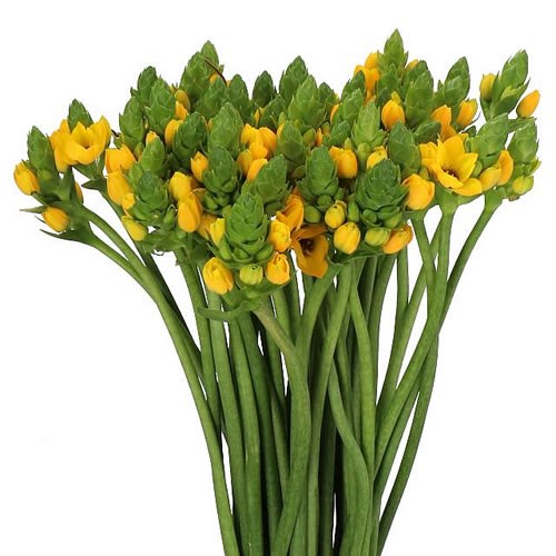 ORNITHOGALUM DUBIUM SUNSET
