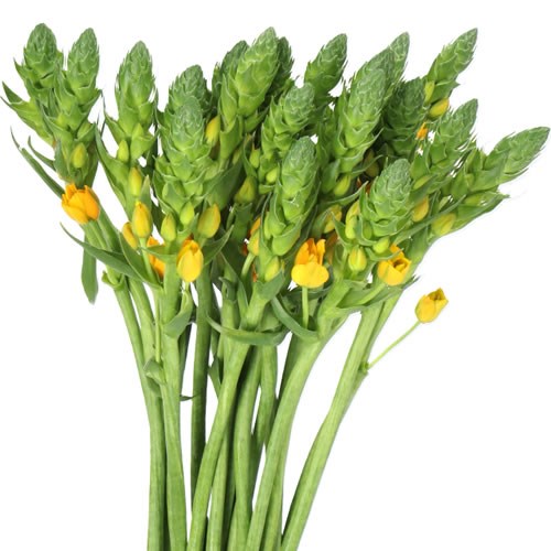 ORNITHOGALUM GOLD STAR