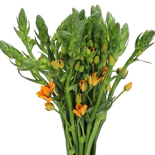 ORNITHOGALUM MAGIC STAR