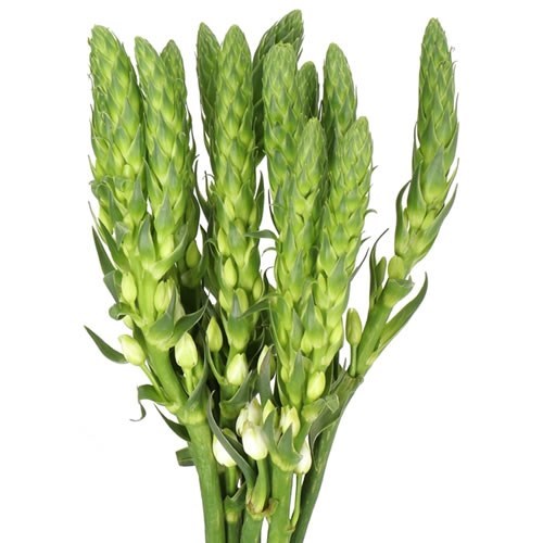 ORNITHOGALUM MILKY WAY