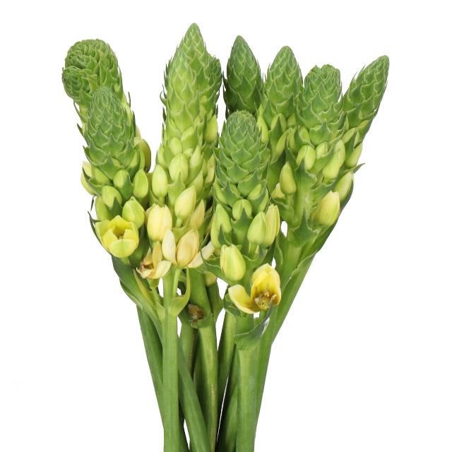 ORNITHOGALUM ORCHID STAR