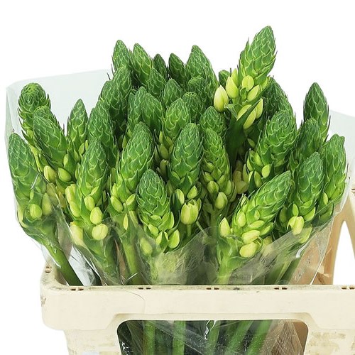 ORNITHOGALUM ORCHID STAR