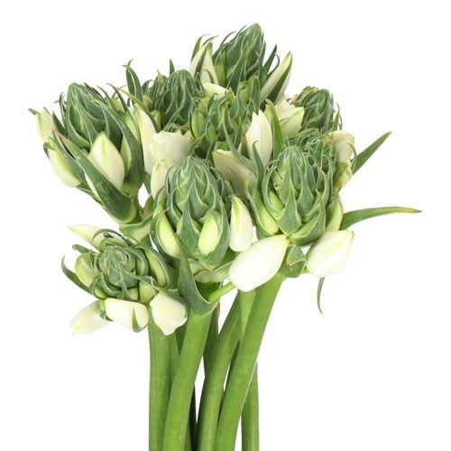 ORNITHOGALUM PILAR