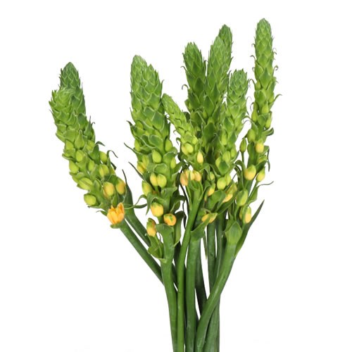ORNITHOGALUM SPLASH STAR