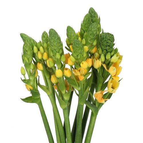 ORNITHOGALUM VOLCAN SOL