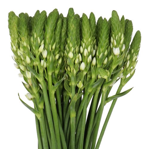 ORNITHOGALUM WHITE STAR