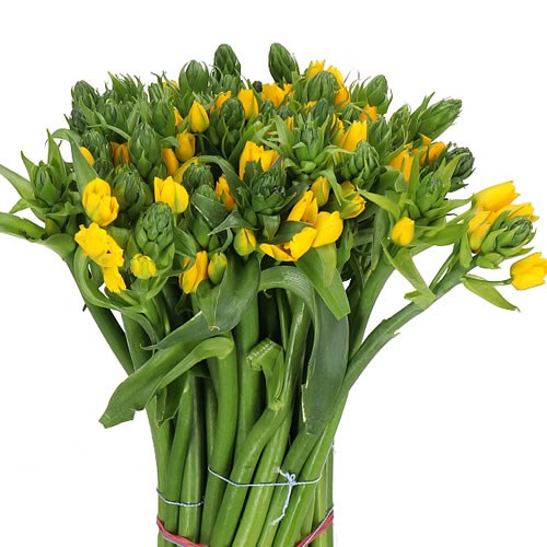ORNITHOGALUM YELLOW ASA