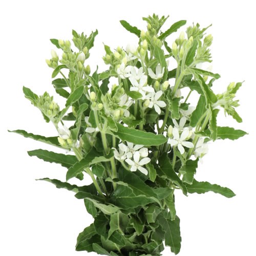 OXYPETALUM ALBA