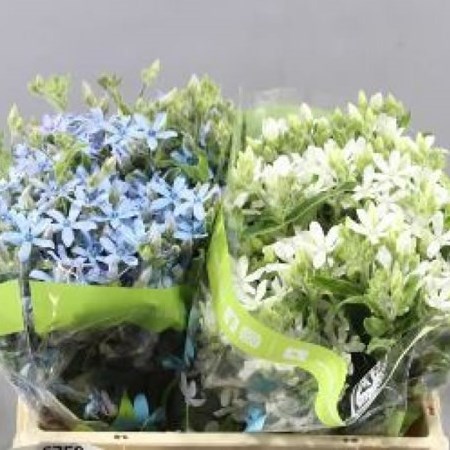 OXYPETALUM BLUE/WHITE MIX
