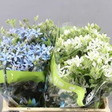 OXYPETALUM BLUE/WHITE MIX