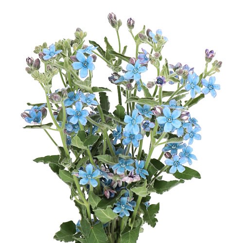 OXYPETALUM BRIDAL VICTORIA