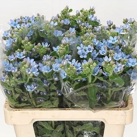 OXYPETALUM COERULEUM