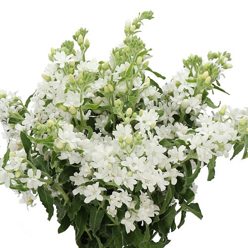 OXYPETALUM DOUBLE WHITE